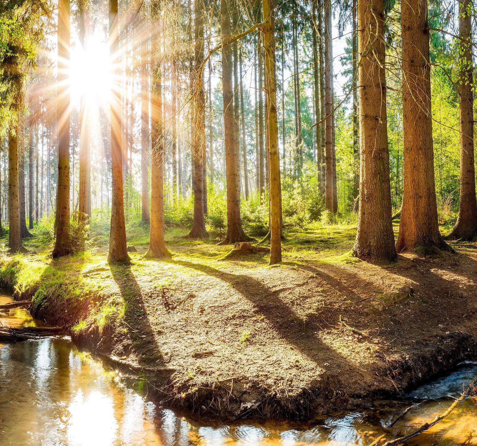 VERDUNKELUNGSROLLO 150x140 cm Sonne im Wald - Braun, Textil (150/140cm) - TULUP