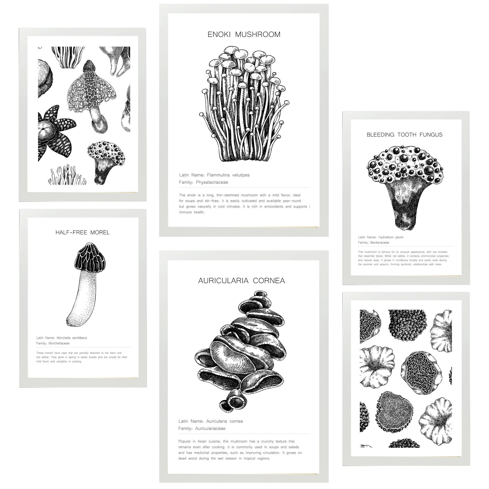 POSTER Set Mit 6 Komposition Aus Schwarzen & Weißen Pilzen & Homgos A3 & A4 Weißer Rahmen - Weiß, Papier (29/3cm) - Nacnic