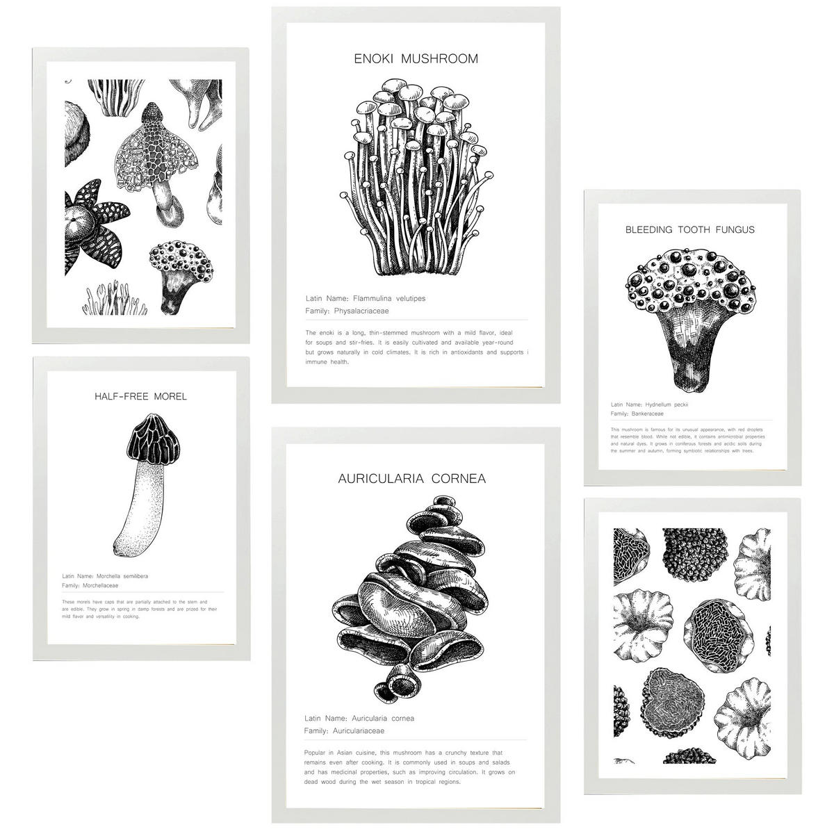 POSTER Set Mit 6 Komposition Aus Schwarzen & Weißen Pilzen & Homgos A3 & A4 Weißer Rahmen - Weiß, Papier (29/3cm) - Nacnic