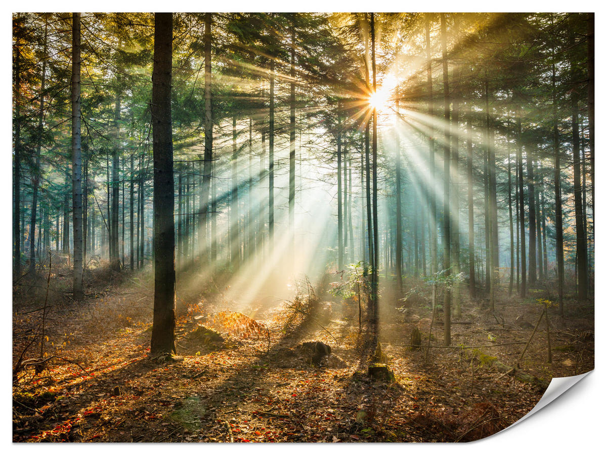 FOTOTAPETE für Wohnzimmer Herbstwald Sonnenuntergang Bäume Natur 500x350 - Beige/Gelb, Papier (500/350cm) - Muralo