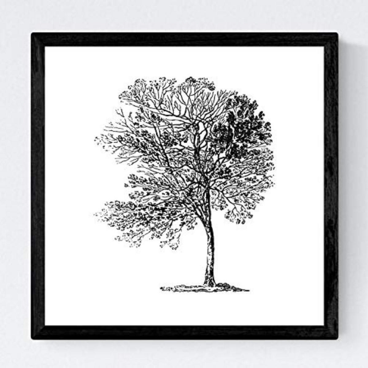 POSTER Set mit 4 Blättern der Obstbäume ohne, weiß 30x30 cm Rahmenlos - Klar, Papier (30/3cm) - Nacnic