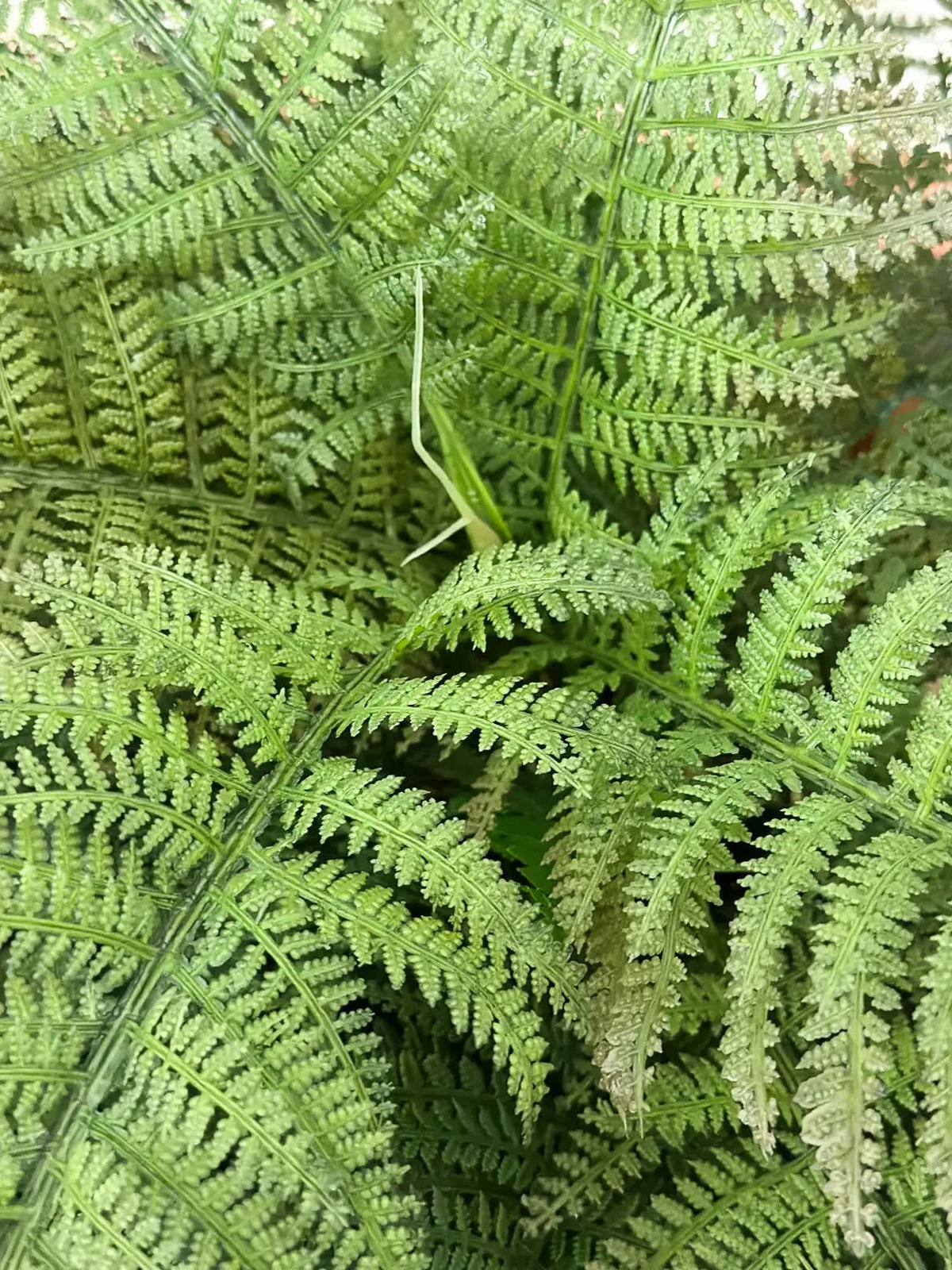 KÜNSTLICHER Schwertfarn - Christin 70 cm - Grün, Kunststoff (70cm) - aplanta