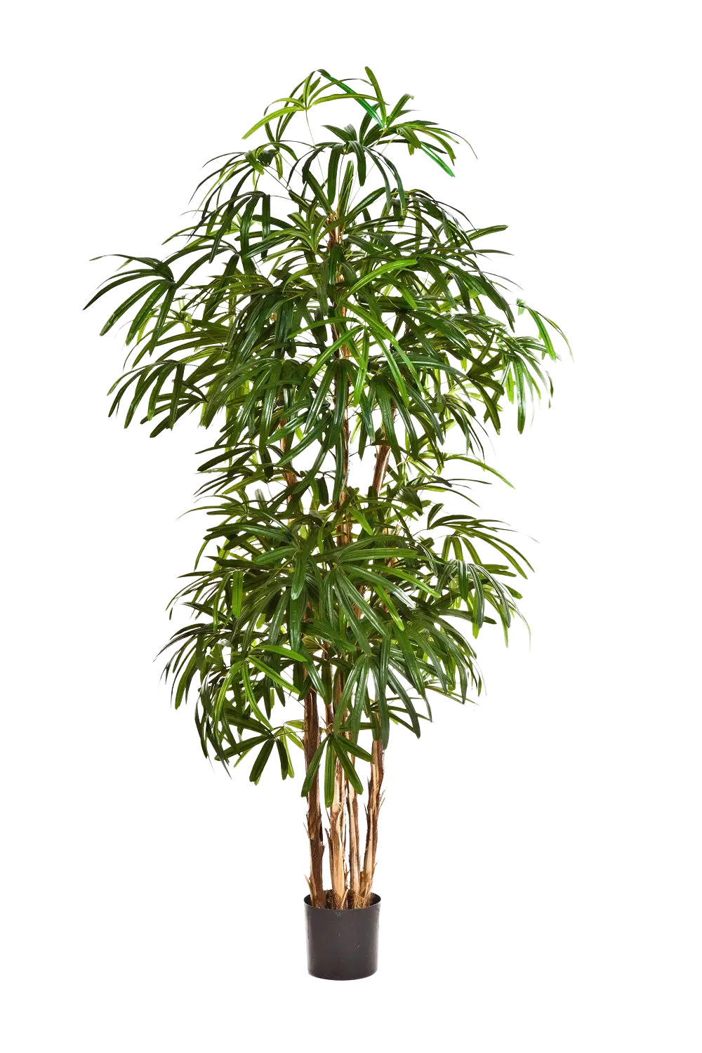 KUNSTBAUM Künstliche Steckenpalme - Nela 200 cm - Grün, Kunststoff (200cm) - aplanta