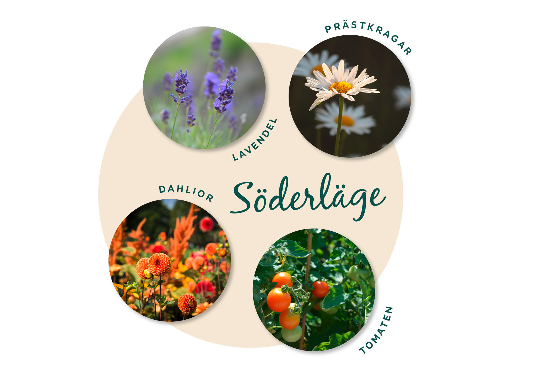 Balkongblommor för söderläge
