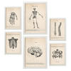POSTER Set Mit 6 Knochenanatomie Größe A3 & A4 Weißer Rahmen - Weiß, Papier (29.7/1cm) - Nacnic
