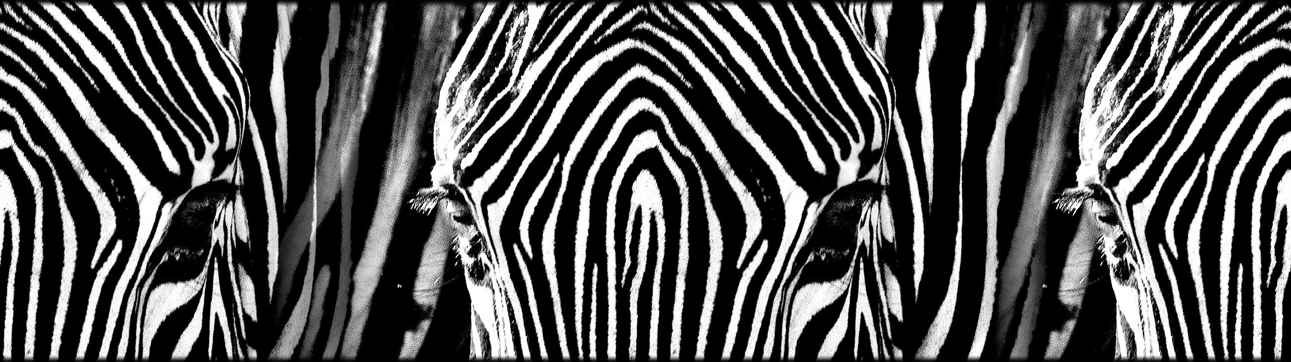 SELBSTKLEBENDE Tapetenbordüre Zebras 500 x 14 cm - Schwarz, Papier (500/14cm) - Sanders & Sanders