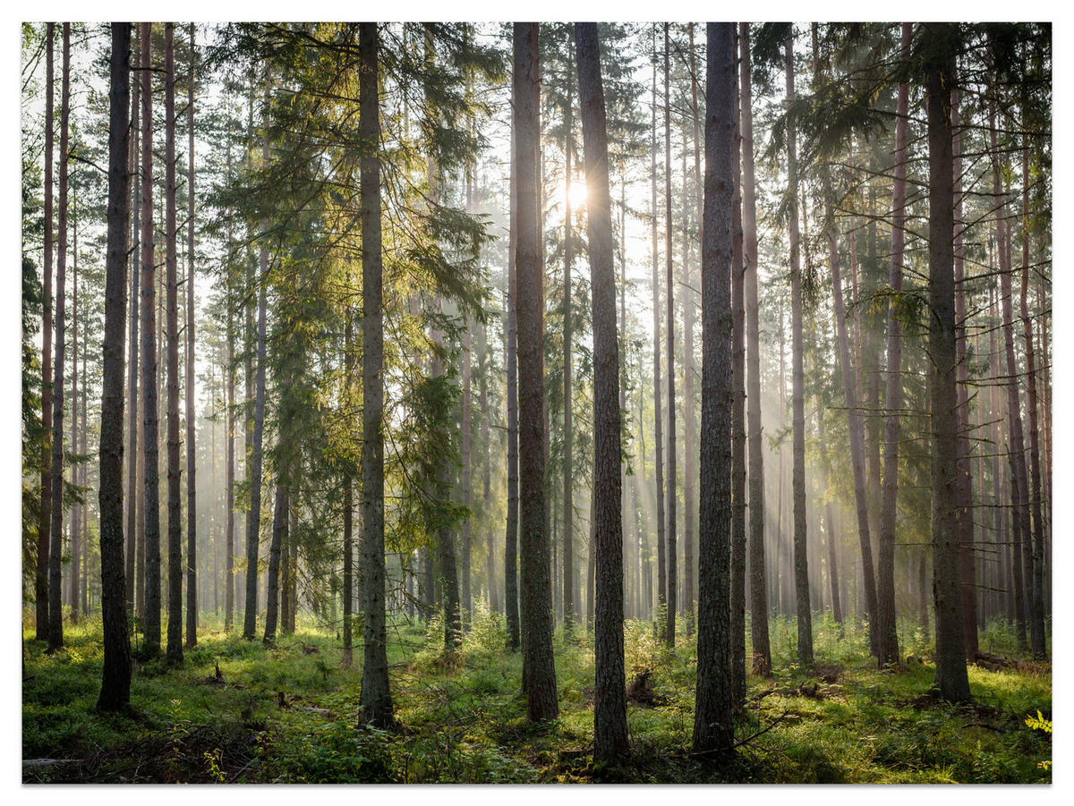 FOTOTAPETA Pre Obývaciu Izbu LES Východ Slnka Mach Stromy Zelená 150 x 105 cm - hnedá/sivá, papier (150/105cm) - Muralo