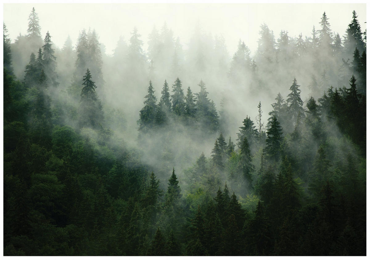 FOTOTAPETE Wald Nebel 400x280 - Multicolor, Papier (400/280cm) - Wallarena