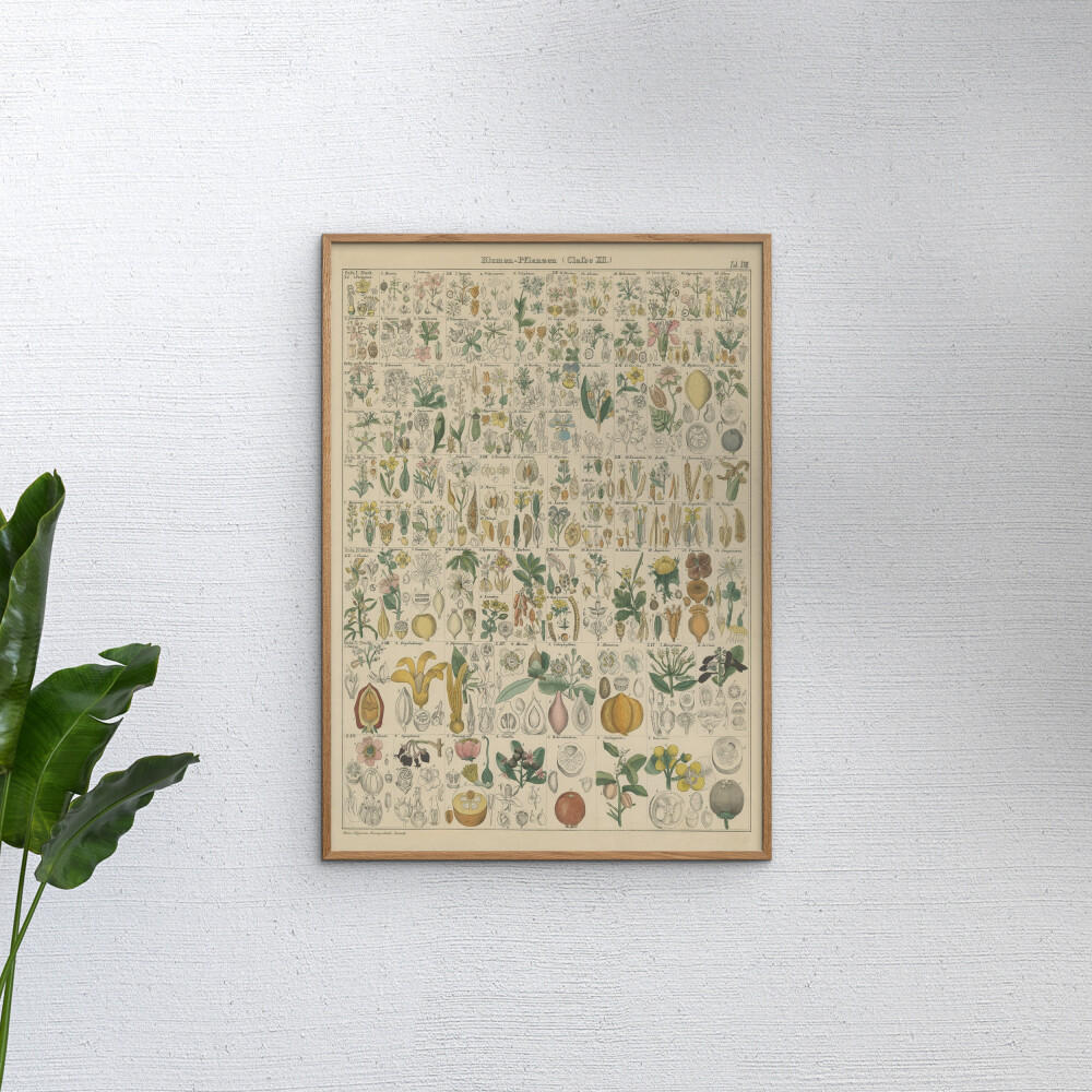 POSTER Wild Apple - Flora Chart I - Grün, Papier (50/70/0.1cm) - Poster&Frame