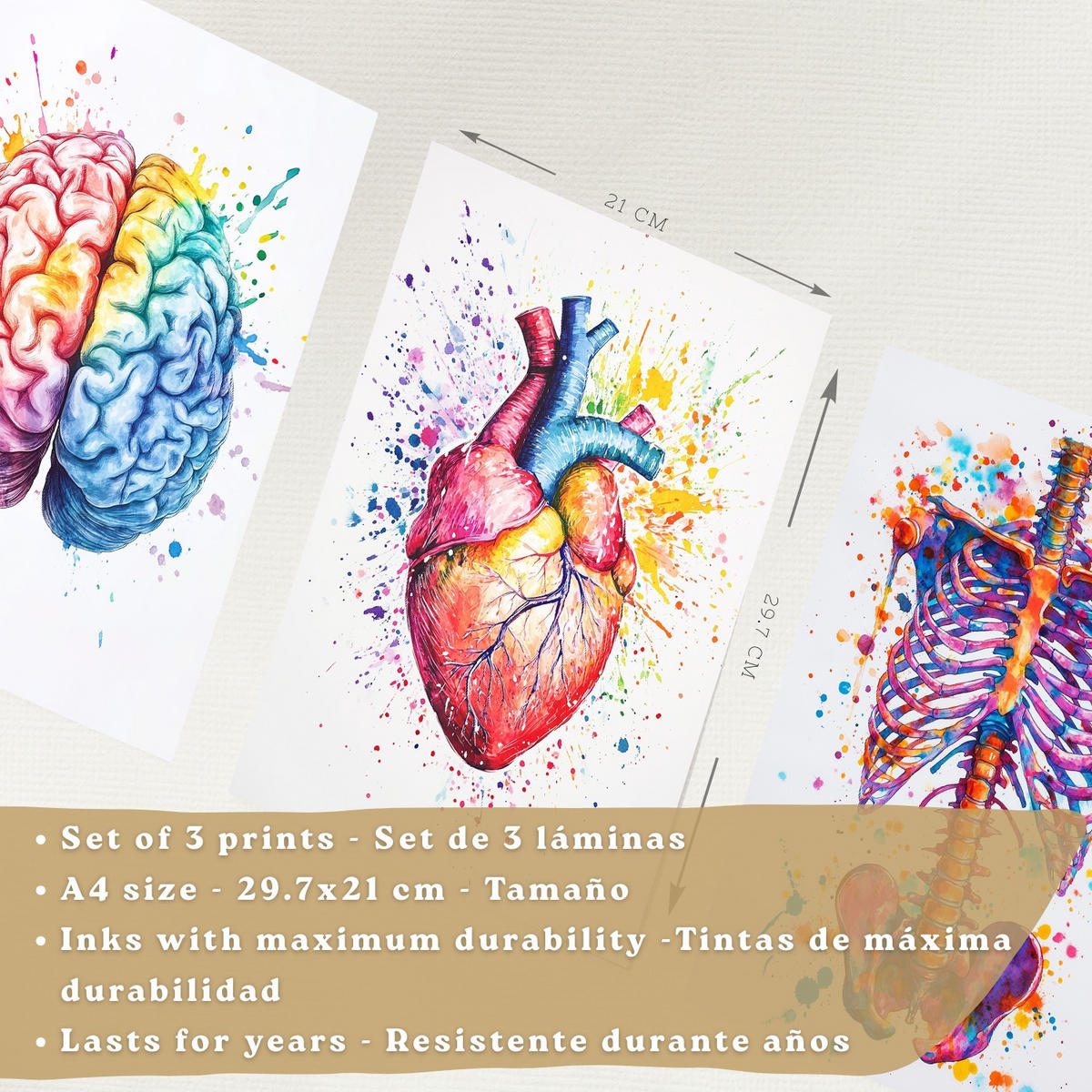 POSTER Set aus 3 Anatomie Mensch Drucke und Wandbilder mit Gehirn Herz Rippen Wirbelsäule Lebendiges Aquarell Design Größe Weißer Rahmen A4 - Weiß, Papier (21/29.7/3cm) - Nacnic
