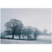 FOTOTAPETE Bäume Natur Blau 150x105 cm - Multicolor, Papier (150/105cm) - Wallarena