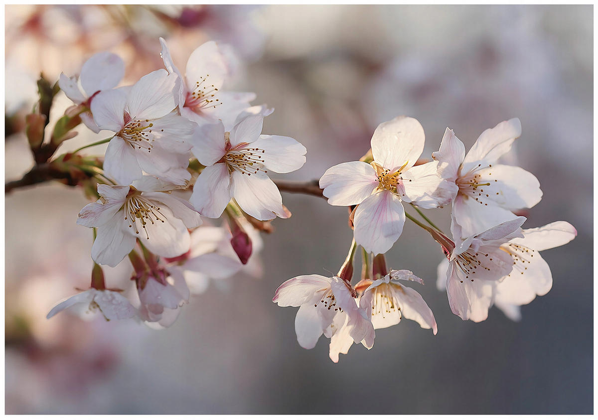 FOTOTAPETE Blumen Kirsche Rosa 400x280 cm - Multicolor, Papier (400/280cm) - Wallarena