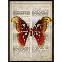 POSTER Schmetterlingsbögen. A4 Schwarzer Rahmen - Schwarz, Papier (29.7/5/21cm) - Nacnic