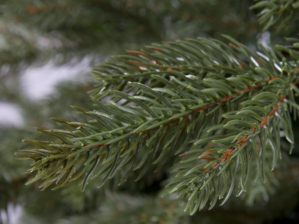 WEIHNACHTSBAUM künstlicher DELUXE BERNARD 360 cm, grün, 2D/3D, 6371 Zweige, inkl. Metallständer - Grün, Kunststoff/Metall (218/360cm) - LAALU