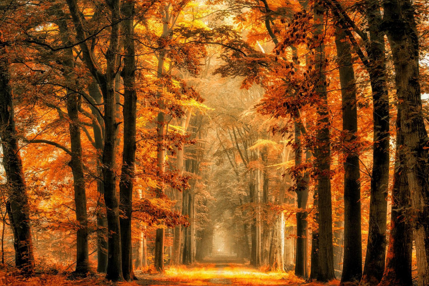 FOTOTAPETE bewaldete Landschaft 375 x 270 cm - Orange, Papier (375/270cm) - Sanders & Sanders