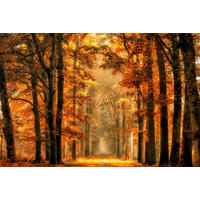FOTOTAPETE bewaldete Landschaft 375 x 270 cm - Orange, Papier (375/270cm) - Sanders & Sanders