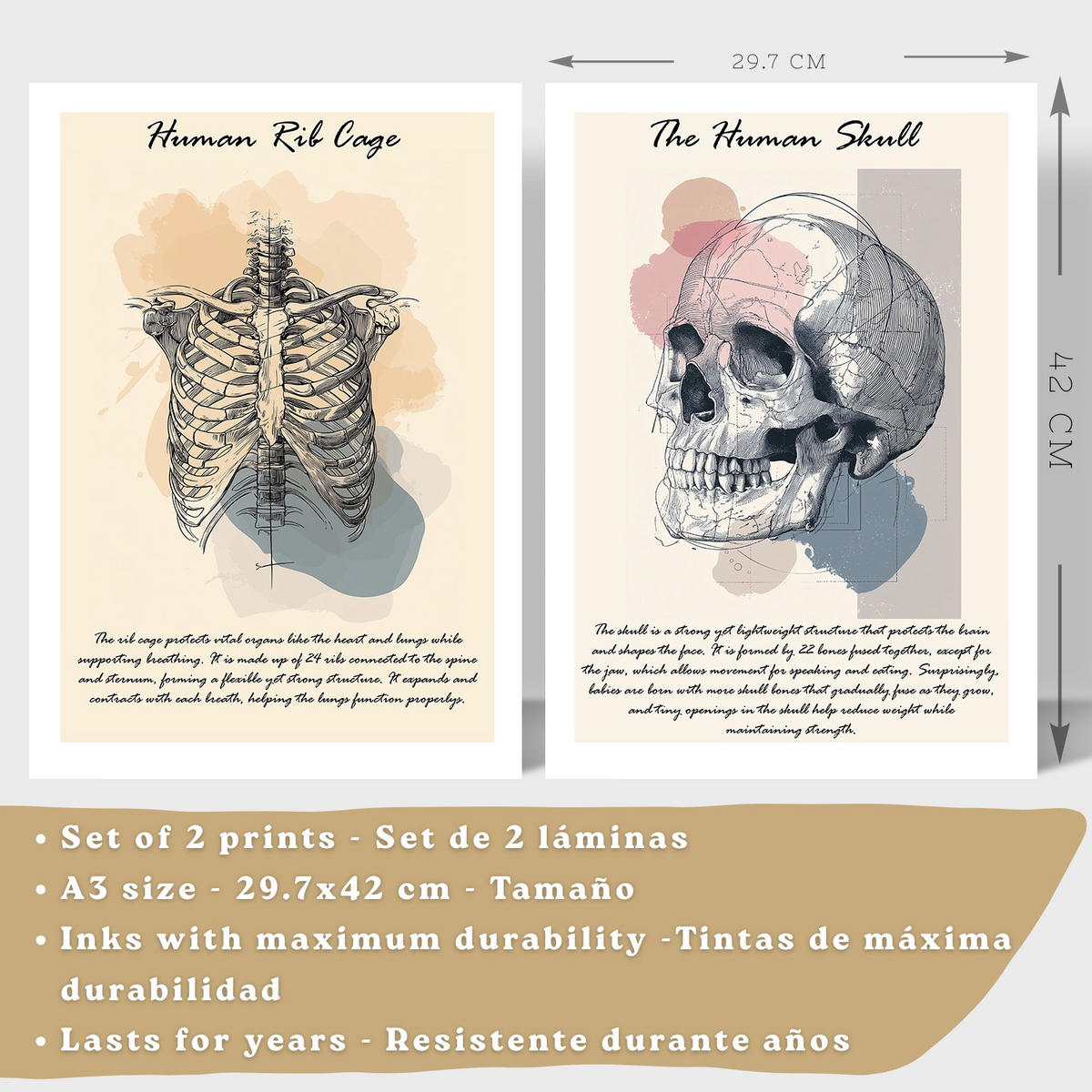 POSTER Set aus 2 Anatomie Mensch Lernposter Drucke und Wandbilder mit Skelett Rippen und Schädel Klinik Büro Dekoration Größe Rahmenlos A3 - Klar, Papier (29.7/42/3cm) - Nacnic