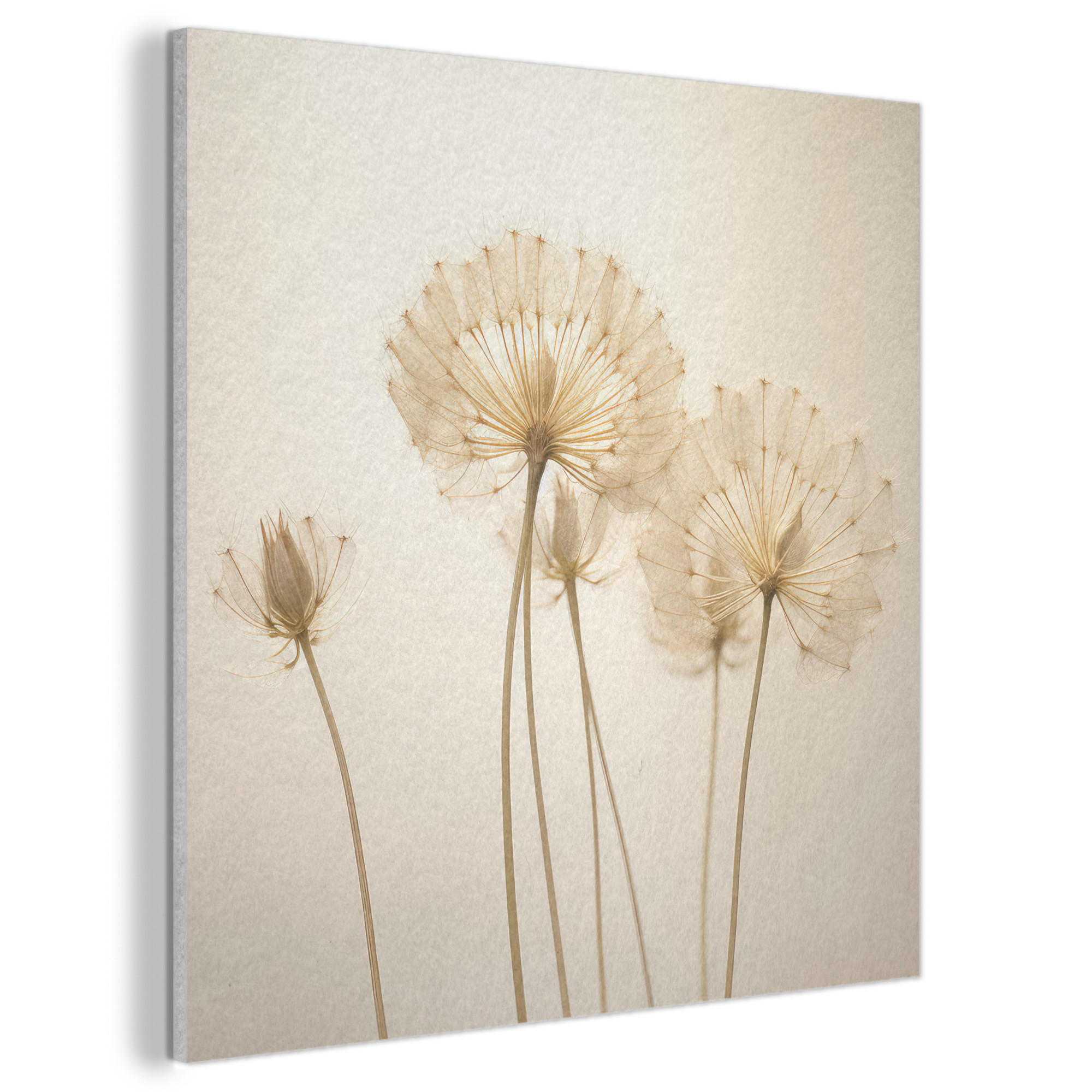 AKUSTIKBILD Sonnenlicht - Löwenzahn - Botanisch - Blumen Akustikpaneele 90x90 cm - Creme, Kunststoff (90/90/0.9cm) - MuchoWow