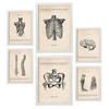 POSTER Set Mit 6 Körperanatomie Größe A3 & A4 Weißer Rahmen - Weiß, Papier (29.7/1cm) - Nacnic