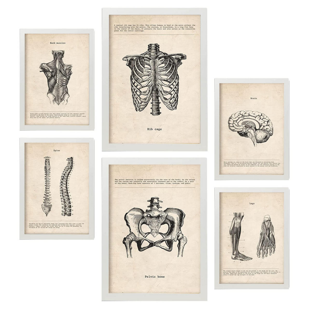POSTER Set Mit 6 Körperanatomie Größe A3 & A4 Weißer Rahmen - Weiß, Papier (29.7/1cm) - Nacnic