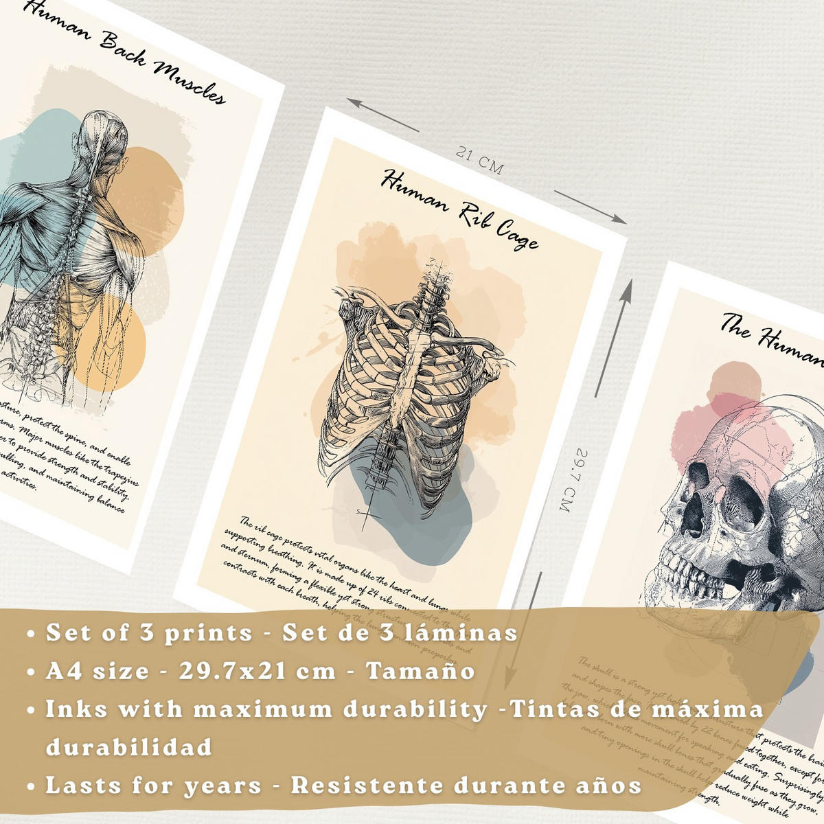 POSTER Set aus 3 Anatomie Mensch Lernposter Drucke und Wandbilder mit Muskeln Rücken Brustkorb Schädel Wanddekoration Größe Weißer Rahmen A4 - Weiß, Papier (21/29.7/3cm) - Nacnic