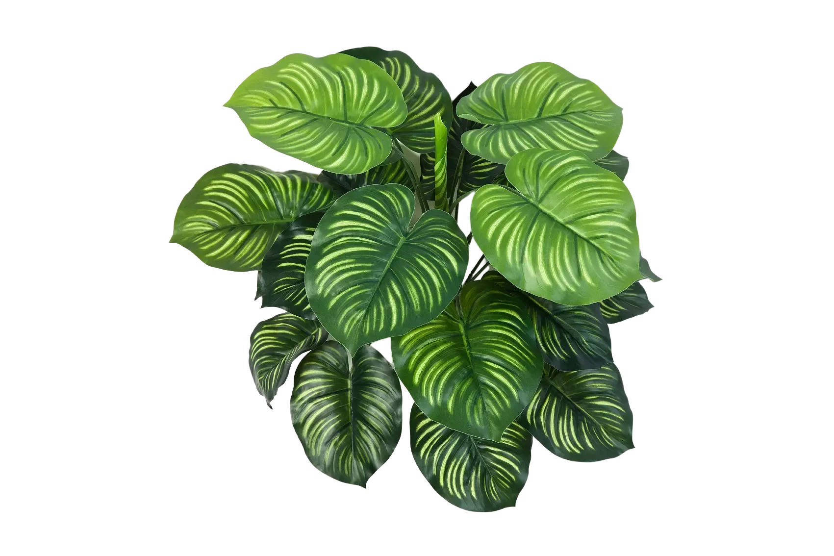 KUNSTPFLANZE Künstliche Calathea - Clara 45 cm - Grün, Kunststoff (45cm) - aplanta