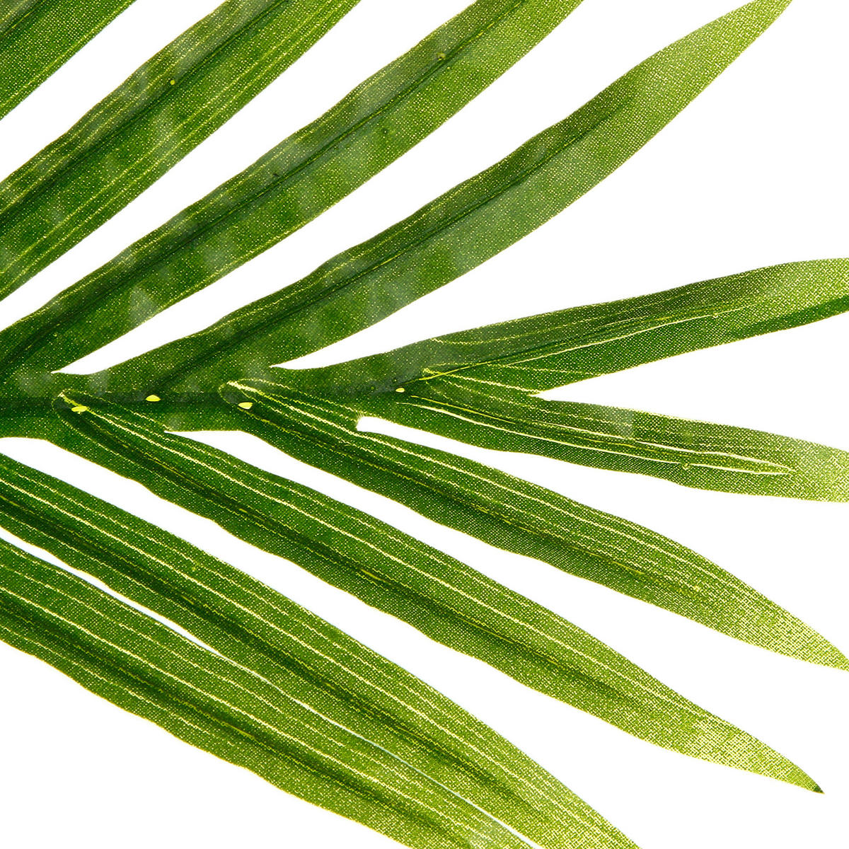 PALME im Topf 114/105/170 cm - Schwarz, Kunststoff (170cm) - Atmosphera Createur d´interieur