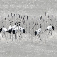 FOTOTAPETE Kraniche 371 x 280 cm - Grau, Papier (371/280cm) - Sanders & Sanders