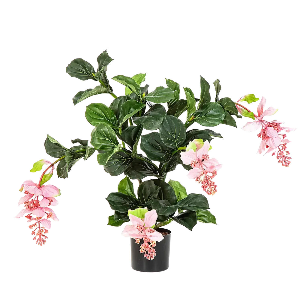 KUNSTPFLANZE Künstliche Medinilla magnifica - Penelope 78 cm - Pink, Kunststoff (78cm) - aplanta