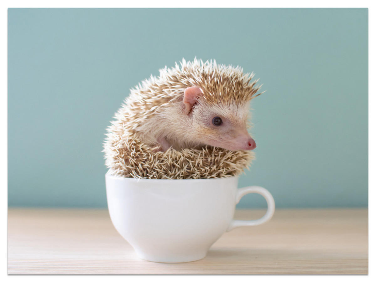 FOTOTAPETE für Esszimmer Igel Weiße Tasse Süß Tier 250x175 - Beige/Weiß, Papier (250/175cm) - Muralo