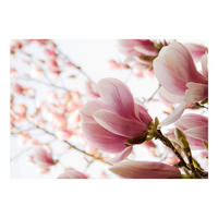 VLIESTAPETE 400/309 cm - Pink/Weiß, Textil (400/1cm) - KUNSTLOFT