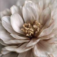 GLASBILD 30×30 cm Blüte creme beige - Beige, Glas (30/30cm) - artissimo