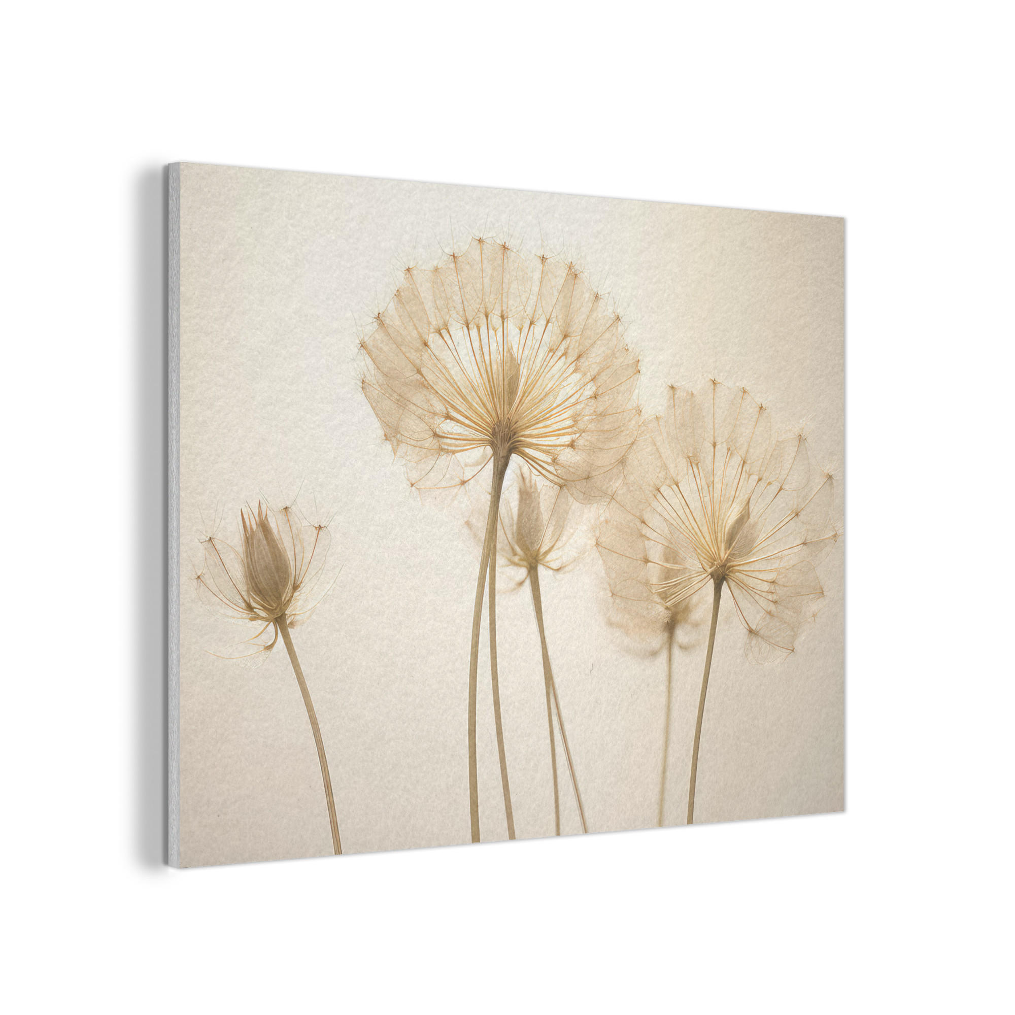 AKUSTIKPANEEL Sonnenlicht - Löwenzahn - Botanisch - Blumen 100x70 cm - Creme, Textil (100/0.9/70cm) - MuchoWow