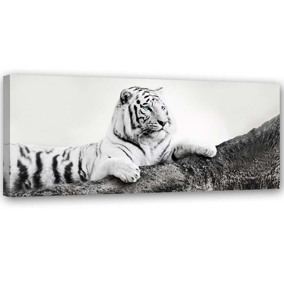 BILD AUF LEINWAND Tiger Wildtiere Natur 90x30cm - Grau, Textil (90/30cm) - Feeby