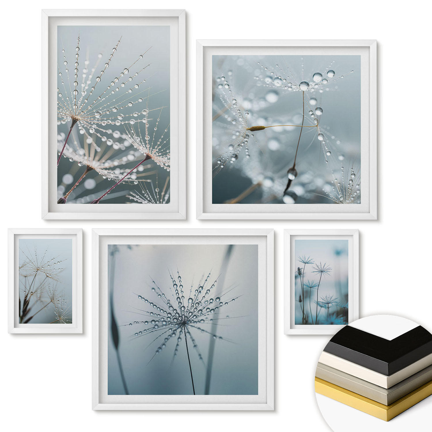 WANDBILDER 5er-Set - 50x50 cm & 20x30 cm & 40x60 cm Weißer Rahmen - Tautropfen auf Löwenzahn - Weiß, Kunststoff (40/60cm) - ArtPrintCave