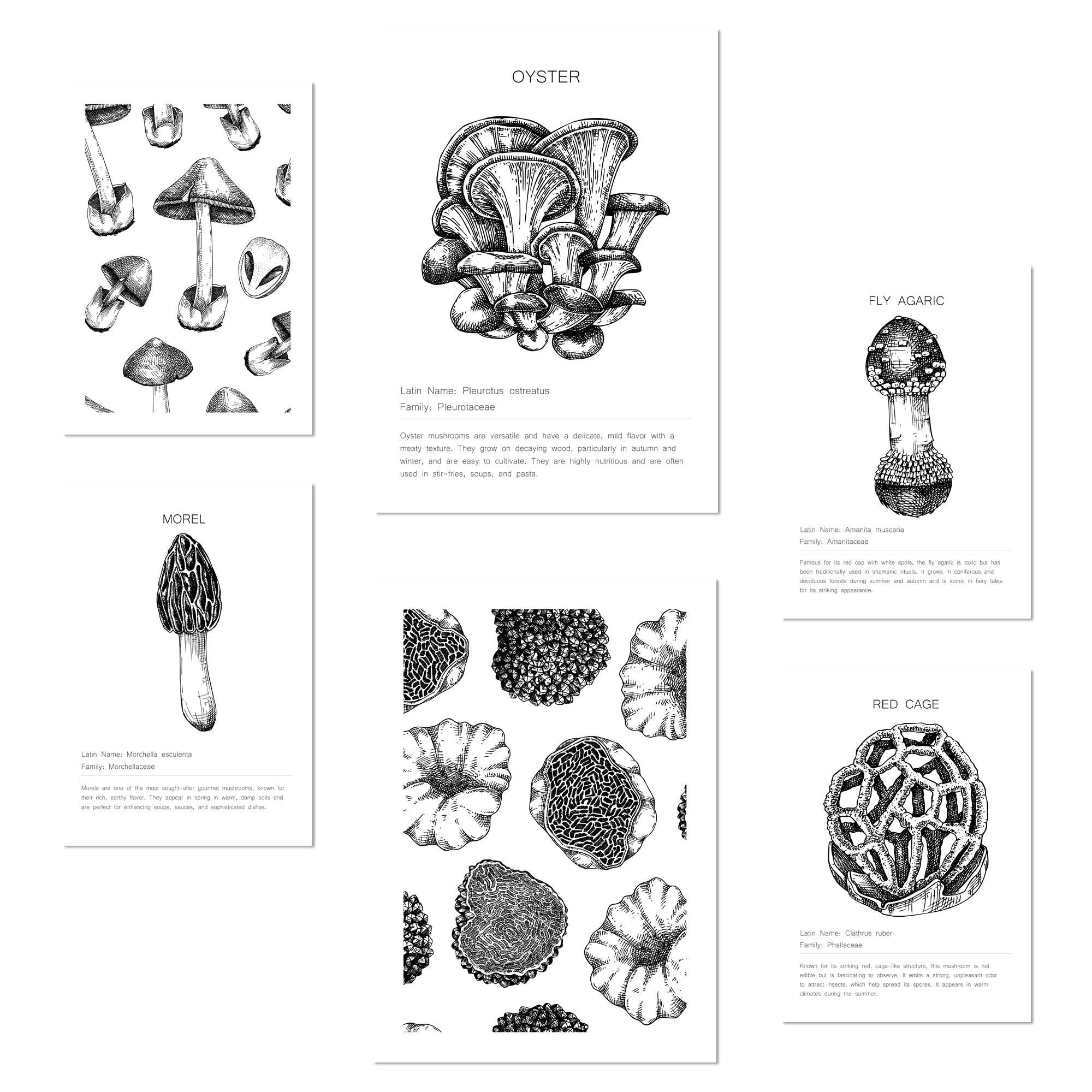 POSTER Set Mit 6 Pilzkomposition, A3 & A4 Weißer Rahmen - Weiß, Papier (29/3cm) - Nacnic