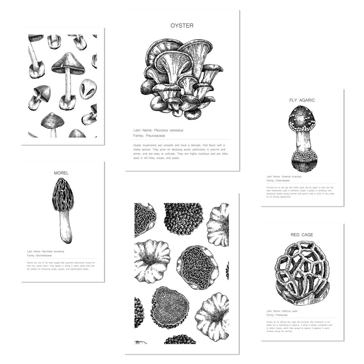 POSTER Set Mit 6 Pilzkomposition, A3 & A4 Rahmenlos - Klar, Papier (29/3cm) - Nacnic