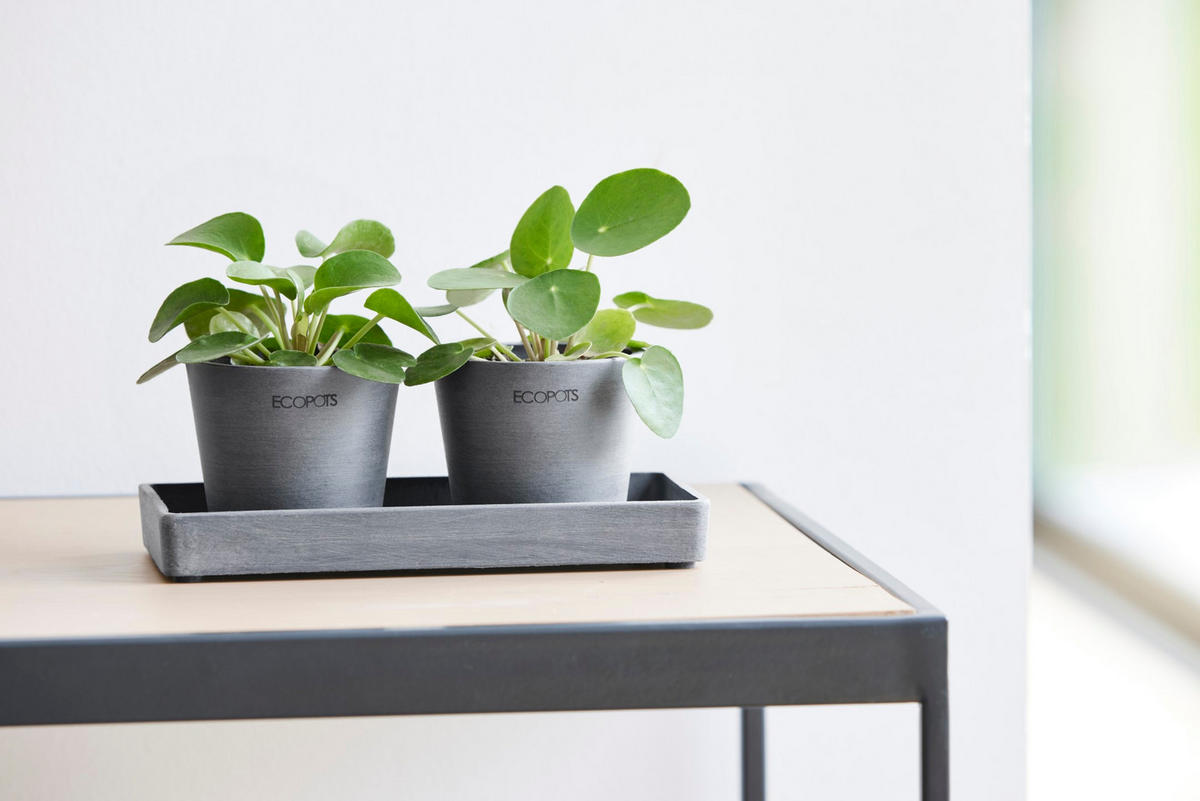 PRÄSENTATIONSPLATTE 20/2,5 cm Grau - Grau, Kunststoff (20/2.5cm) - Ecopots