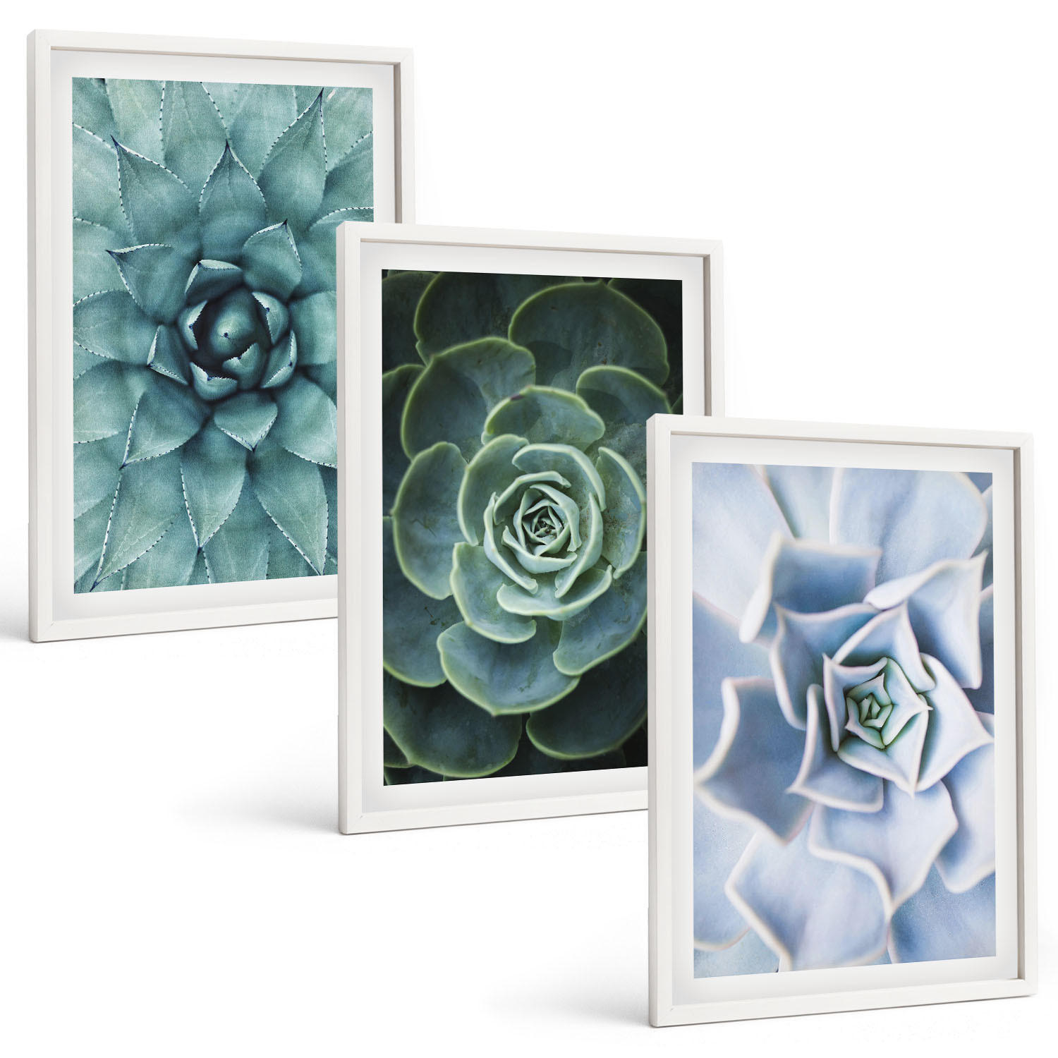 BILDER SET 3er Set - 40x60 cm Weißer Rahmen - Sukkulente Pflanzen grün türkis - Weiß, Kunststoff (40/60cm) - TULUP