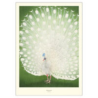 POSTER A.P. Atelier - Peacock - Grün, Papier (50/70/0.1cm) - Poster&Frame