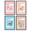 POSTER Set mit 4 terrierblättern Hunderassen in warmen Tönen A4 Rahmenlos - Klar, Papier (29.7/3cm) - Nacnic