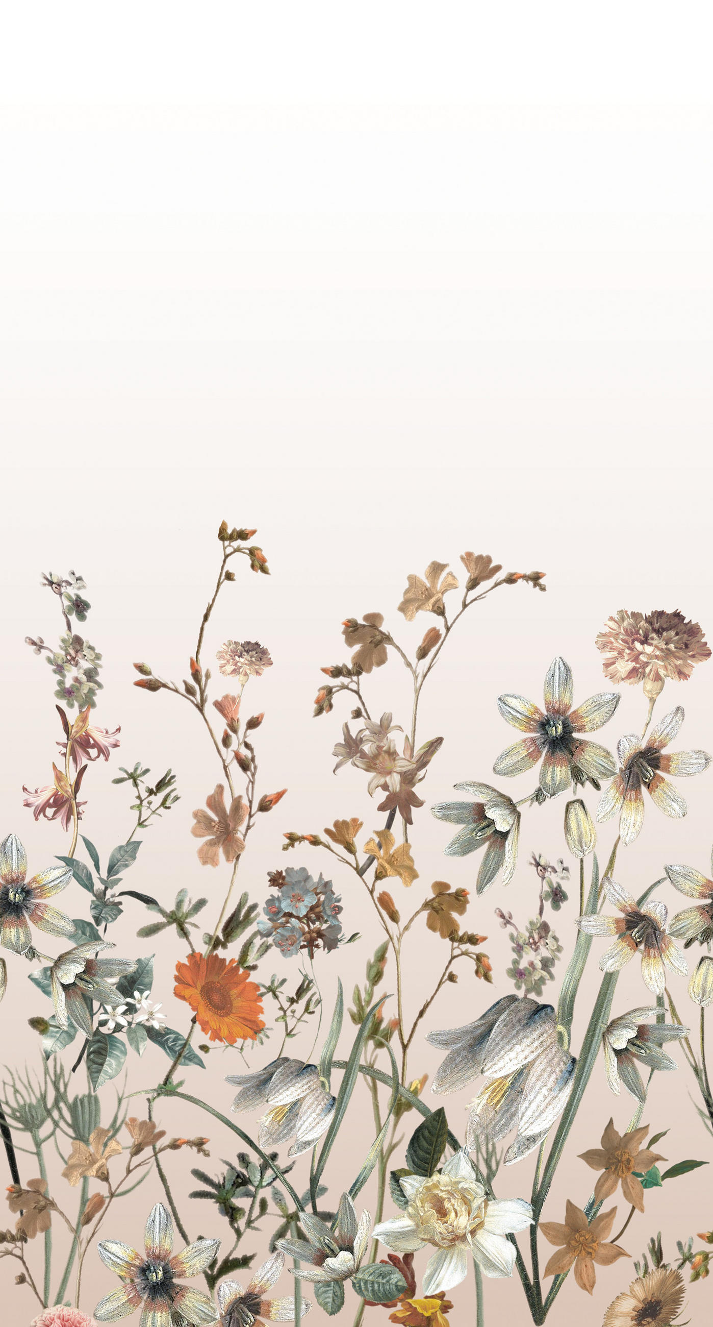 FOTOTAPETE Feldblumen 150 x 279 cm - Multicolor, Papier (150/279cm) - ESTAhome