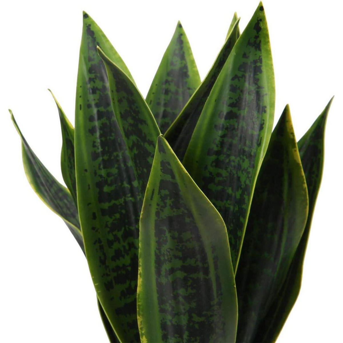 KUNSTPFLANZE Sansevieria mit weißem Keramiktopf 40.6 cm - Grün, Kunststoff (44cm)