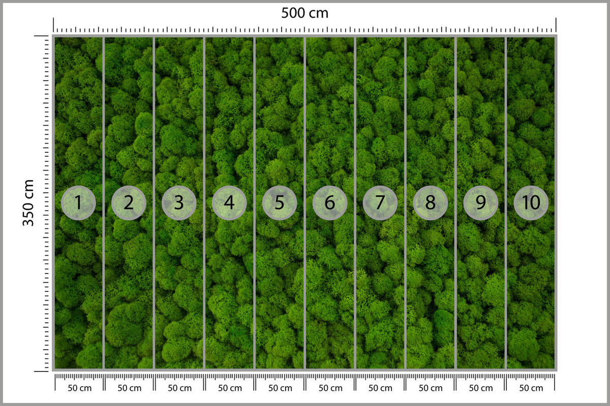 FOTOTAPETE für Jugendzimmer Dekorativer Grüner Moos Modern 500x350 - Grün, Papier (500/350cm) - Muralo