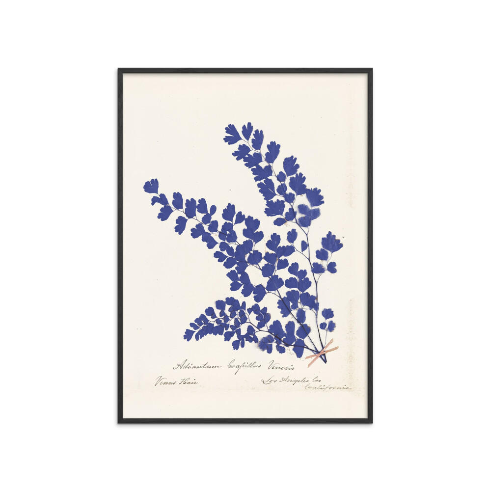 POSTER mit Rahmen Wild Apple - Botanical Fern III Blue - Blau/Schwarz, Holz/Papier (70/100cm) - Poster&Frame