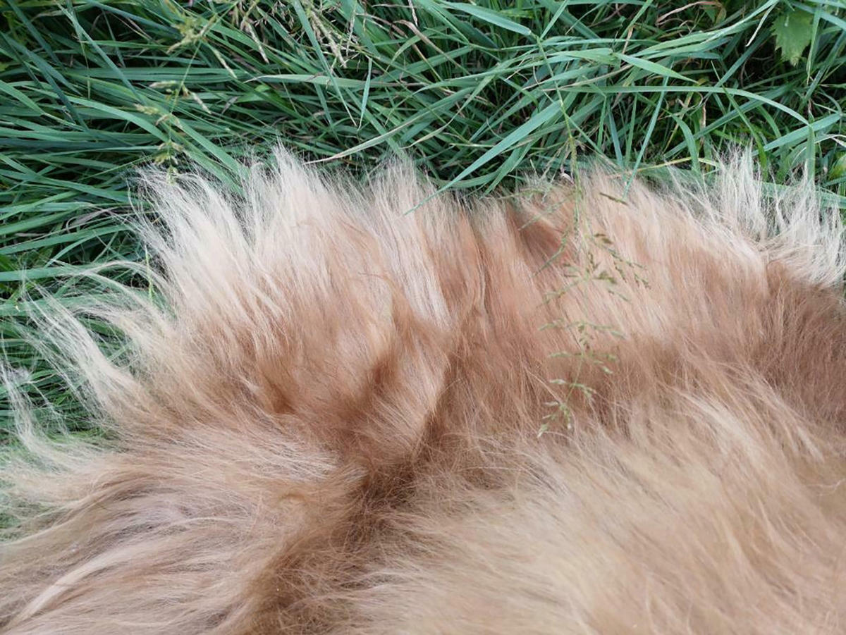 SCHAFFELL Island Lammfell XXL ca. 110–120 cm Braun - Braun, Fell (60/120cm) - Provellus