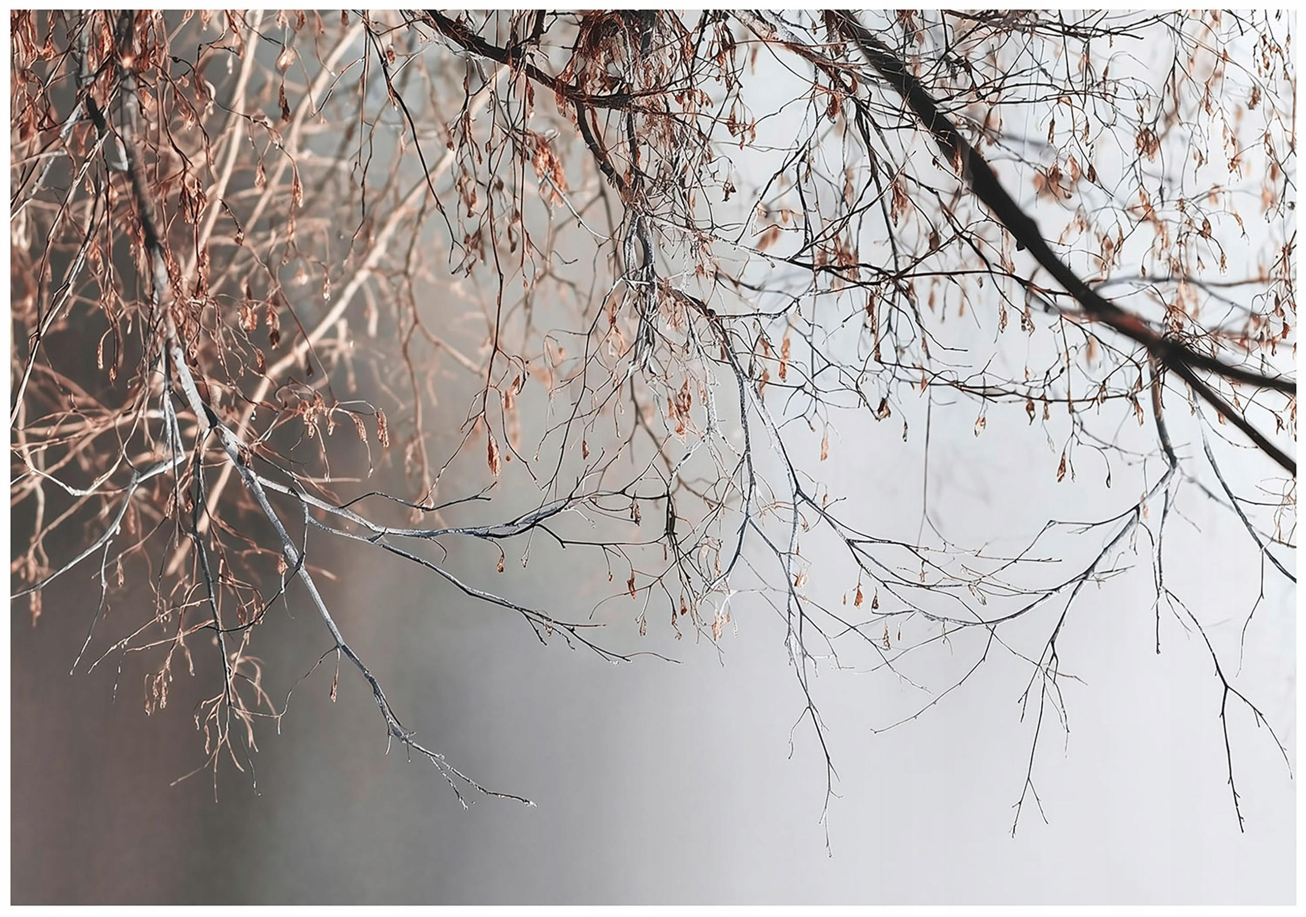 FOTOTAPETE Zweige Baum Beton Wohnzimmer 400x280 - Multicolor, Papier (400/280cm) - Wallarena