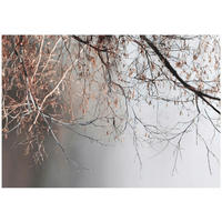 FOTOTAPETE Zweige Baum Beton Wohnzimmer 400x280 - Multicolor, Papier (400/280cm) - Wallarena