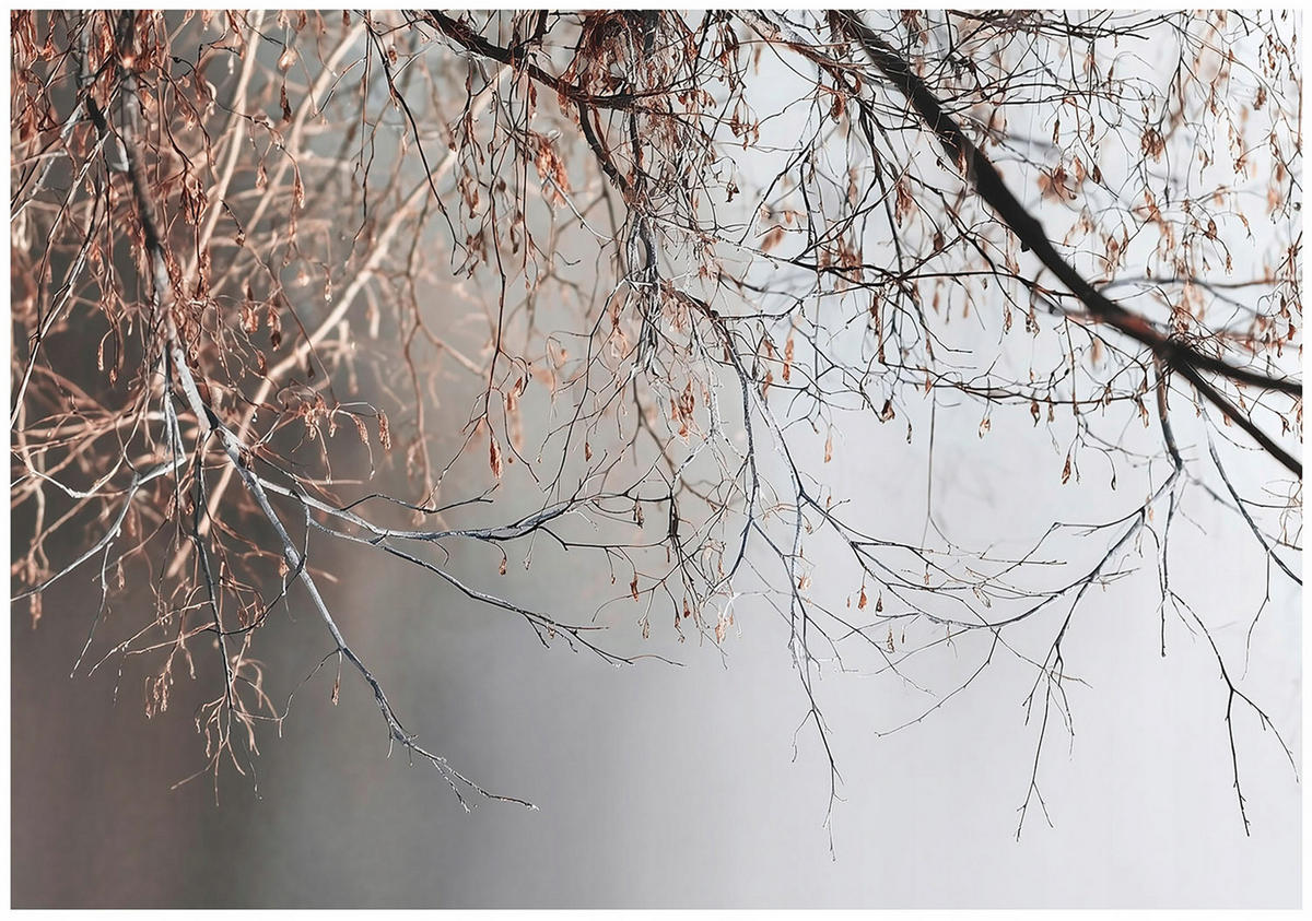 FOTOTAPETE Zweige Baum Beton Wohnzimmer 400x280 - Multicolor, Papier (400/280cm) - Wallarena