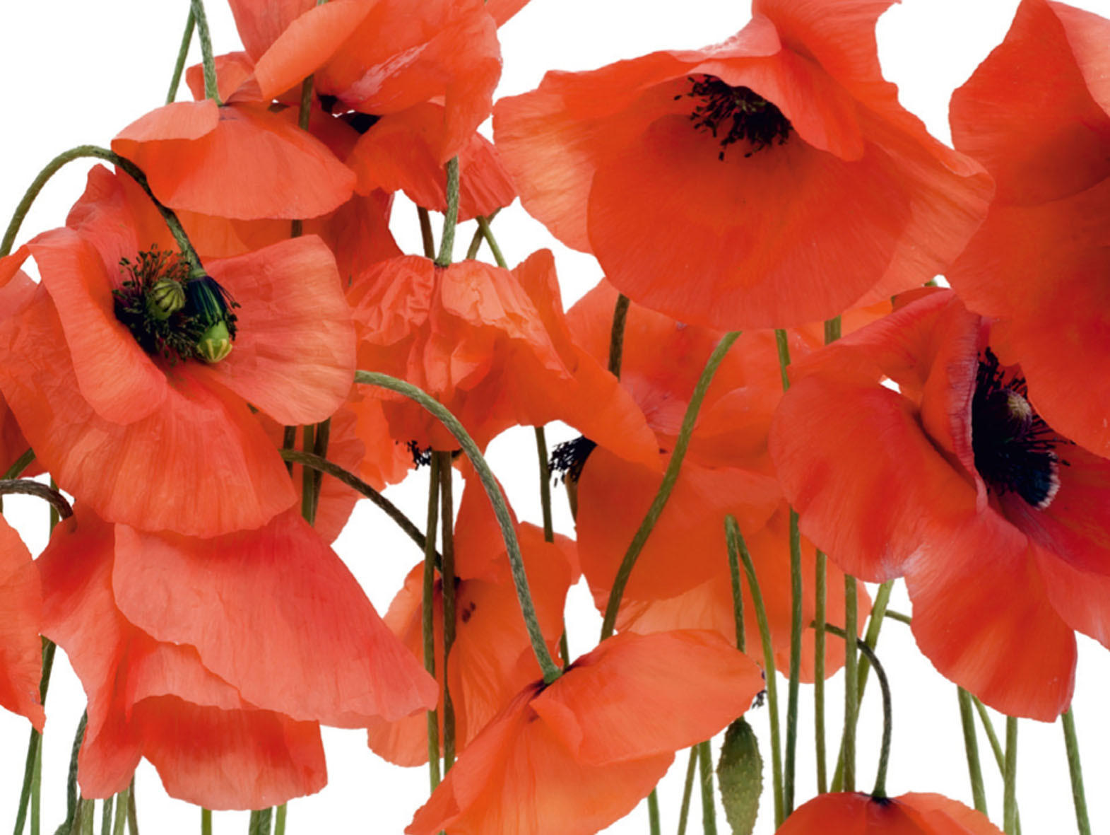 FOTOTAPETE Blumen 375 x 270 cm - Rot, Papier (375/270cm) - Sanders & Sanders